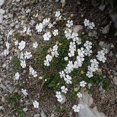 Silene pusilla \ Vierzhniger Strahlensame, Kleines Leimkraut / Alpine Catchfly, A Admont 5.7.2024