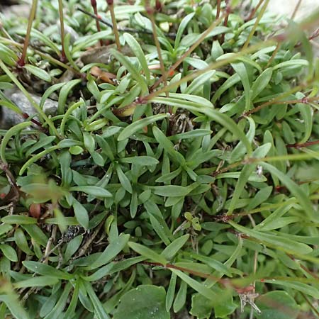 Silene pusilla \ Vierzhniger Strahlensame, Kleines Leimkraut / Alpine Catchfly, A Admont 5.7.2024