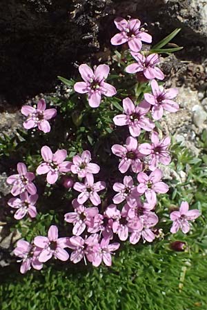 Silene acaulis \ Stngelloses Leimkraut, Kalk-Polsternelke / Moss Campion, A Großglockner 11.8.2025