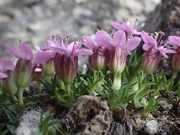 Silene acaulis \ Stngelloses Leimkraut, Kalk-Polsternelke / Moss Campion, A Großglockner 11.8.2025