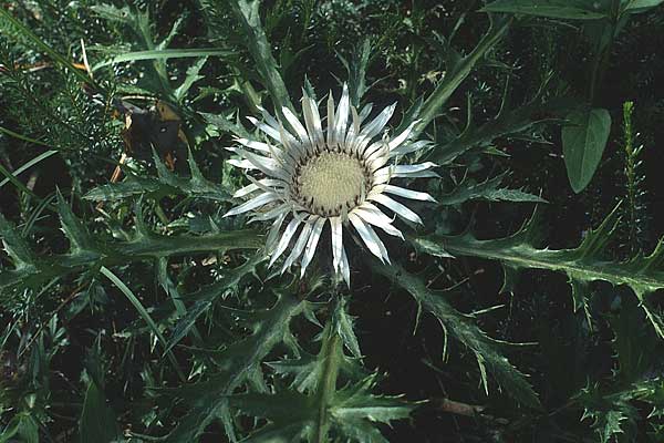 Carlina acaulis \ Silberdistel, Eberwurz / Stemless Carline Thistle, A Lechtal, Forchach 17.8.1987