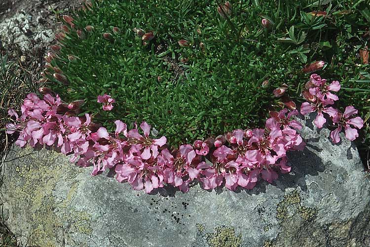Saponaria pumila \ Niedriges Seifenkraut / Dwarf Soapwort, A Ost-Tirol Sillian 1.8.2004
