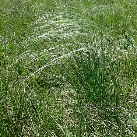 Stipa joannis \ Echtes Federgras, Grauscheidiges Federgras / Grey-Sheathed Feather-Grass, A Seewinkel, Podersdorf 9.5.2022