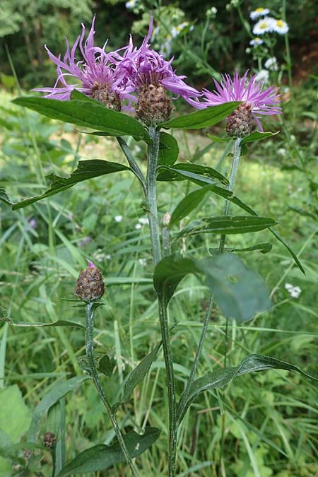 Centaurea macroptilon \ Federige Wiesen-Flockenblume / Feathery Brown Knapweed, A Deutschlandsberger Klause 30.6.2022