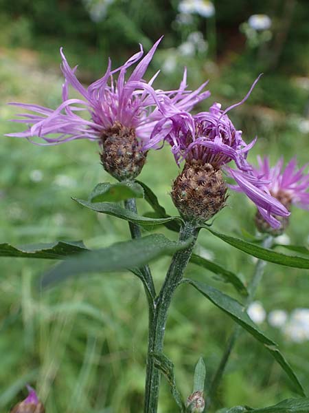 Centaurea macroptilon \ Federige Wiesen-Flockenblume / Feathery Brown Knapweed, A Deutschlandsberger Klause 30.6.2022