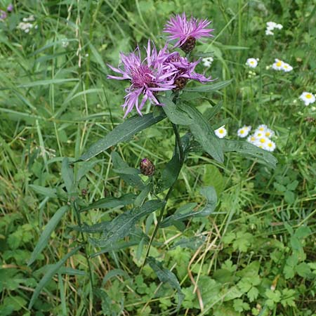 Centaurea macroptilon \ Federige Wiesen-Flockenblume / Feathery Brown Knapweed, A Deutschlandsberger Klause 30.6.2022