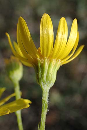 Senecio jacobaea \ Jakobs-Greiskraut, Jakobs-Kreuzkraut / Common Ragwort, A Siegendorf 24.9.2022