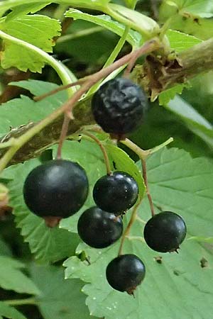 Ribes nigrum \ Schwarze Johannisbeere / Black Currant, A St. Gallen im Gesäuse 4.7.2024