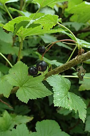 Ribes nigrum \ Schwarze Johannisbeere / Black Currant, A St. Gallen im Gesäuse 4.7.2024