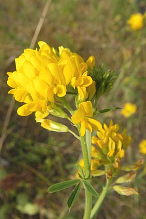 Medicago falcata \ Sichel-Klee / Sickle Medick, A Kärnten/Carinthia, Petzen 2.7.2010