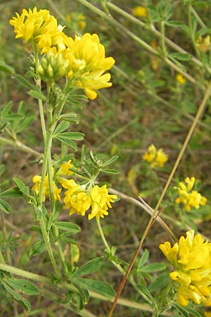 Medicago falcata \ Sichel-Klee / Sickle Medick, A Kärnten/Carinthia, Petzen 2.7.2010