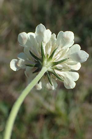 Scabiosa ochroleuca \ Gelbe Skabiose / Yellow Scabious, A Seewinkel, Apetlon 23.9.2022