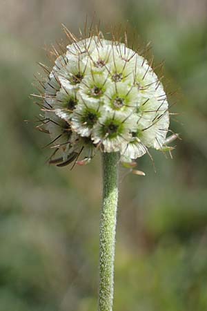 Scabiosa ochroleuca \ Gelbe Skabiose / Yellow Scabious, A Seewinkel, Apetlon 23.9.2022