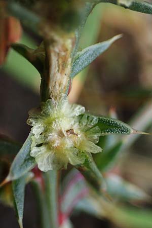 Salsola kali subsp. kali \ Kali-Salzkraut / Prickly Glasswort, A Seewinkel, Podersdorf 27.9.2022