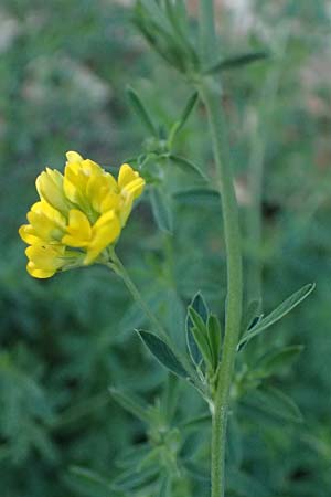 Medicago falcata \ Sichel-Klee / Sickle Medick, A D&uuml;rnstein 11.6.2026