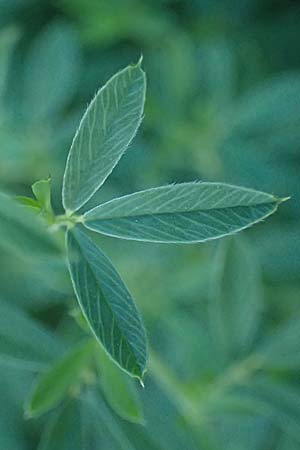 Medicago falcata \ Sichel-Klee / Sickle Medick, A D&uuml;rnstein 11.6.2026