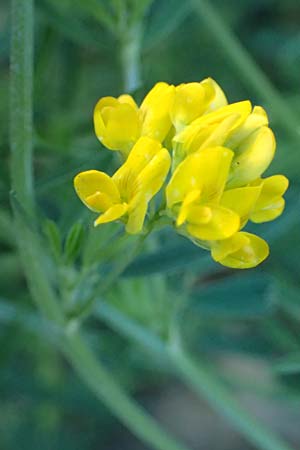 Medicago falcata \ Sichel-Klee / Sickle Medick, A D&uuml;rnstein 11.6.2026