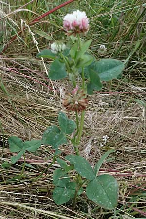 Trifolium hybridum \ Schweden-Klee / Alsike Clover, A Ulrichskirchen 12.6.2026