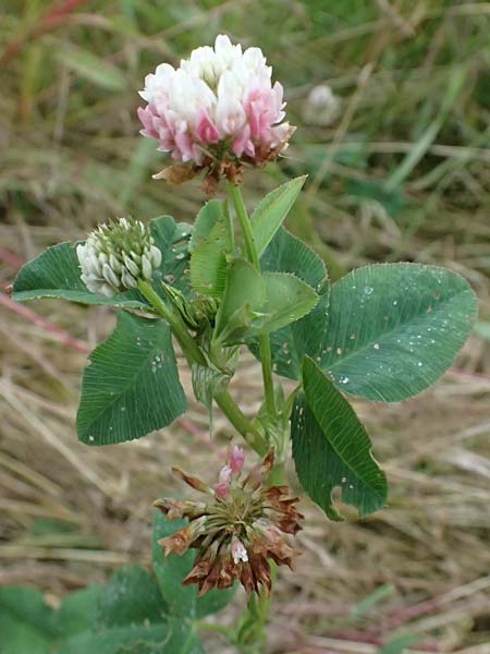 Trifolium hybridum \ Schweden-Klee / Alsike Clover, A Ulrichskirchen 12.6.2026