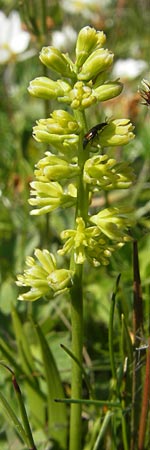 Tofieldia calyculata \ Gewhnliche Simsenlilie / Mountain Scottish Asphodel, A Trenchtling 3.7.2010