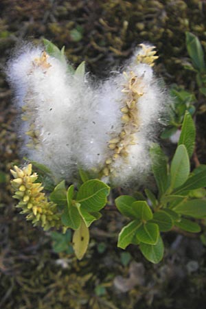 Salix waldsteiniana \ Waldsteins Weide, Bumchen-Weide / Waldstein's Willow, A Hahntennjoch 16.7.2010