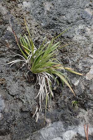 Tofieldia calyculata \ Gewhnliche Simsenlilie / Mountain Scottish Asphodel, A Kärnten/Carinthia, Trögerner Klamm 18.5.2016