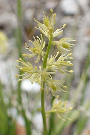 Tofieldia calyculata \ Gewhnliche Simsenlilie / Mountain Scottish Asphodel, A Kärnten/Carinthia, Trögerner Klamm 18.5.2016