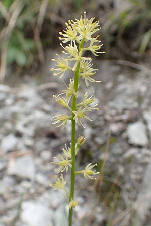 Tofieldia calyculata \ Gewhnliche Simsenlilie / Mountain Scottish Asphodel, A Kärnten/Carinthia, Trögerner Klamm 18.5.2016