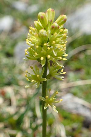 Tofieldia calyculata \ Gewhnliche Simsenlilie / Mountain Scottish Asphodel, A Dachstein, Auretskar 7.7.2020