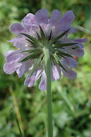Scabiosa lucida subsp. lucida \ Glnzende Skabiose / Shining Scabious, A Eisenerzer Reichenstein 28.7.2021