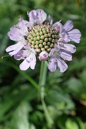 Scabiosa lucida subsp. lucida \ Glnzende Skabiose / Shining Scabious, A Eisenerzer Reichenstein 28.7.2021