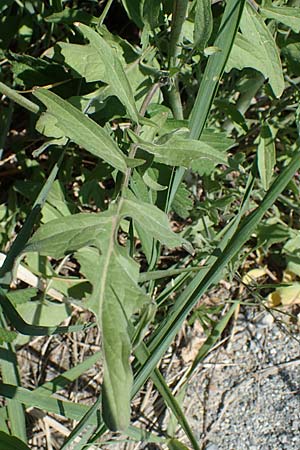 Sisymbrium orientale \ Orientalische Rauke / Eastern Rocket, A Seewinkel, Illmitz 12.5.2022
