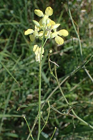 Sisymbrium orientale \ Orientalische Rauke / Eastern Rocket, A Seewinkel, Illmitz 12.5.2022