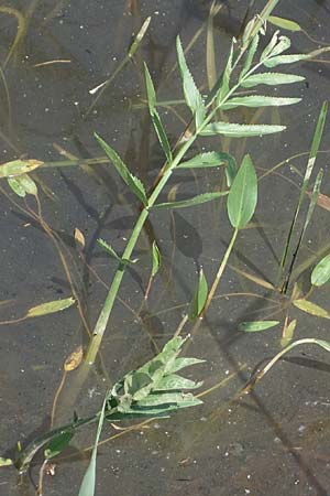 Sium latifolium \ Groer Merk, Breitblttriger Merk / Greater Water Parsnip, A Seewinkel, Andau 12.5.2022