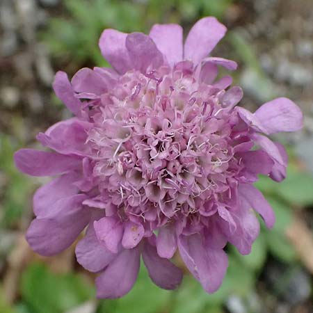 Scabiosa lucida subsp. lucida \ Glnzende Skabiose / Shining Scabious, A Hengstpass 2.7.2024