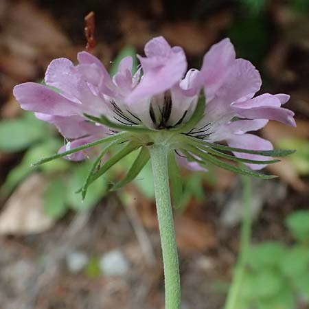 Scabiosa lucida subsp. lucida \ Glnzende Skabiose / Shining Scabious, A Hengstpass 2.7.2024