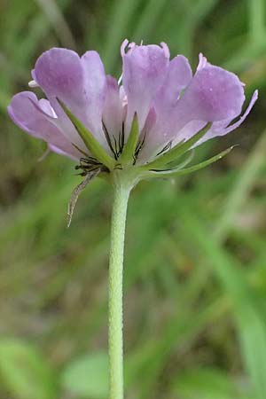 Scabiosa lucida subsp. lucida \ Glnzende Skabiose / Shining Scabious, A Kaprun 10.8.2025