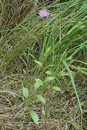 Scabiosa lucida subsp. lucida \ Glnzende Skabiose / Shining Scabious, A Kaprun 10.8.2025