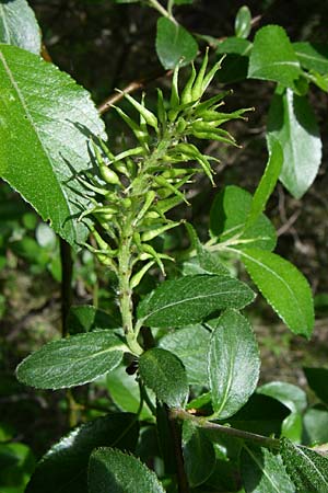Salix myrsinifolia \ Schwarzwerdende Weide / Dark-Leaved Willow, A Reutte 25.5.2008