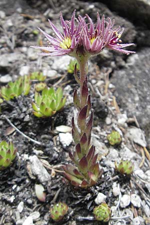 Sempervivum montanum \ Berg-Hauswurz / Mountain House-Leek, A Malta - Tal / Valley 19.7.2010