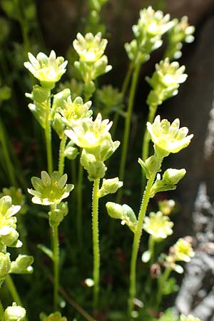 Saxifraga moschata \ Moschus-Steinbrech / Musky Saxifrage, A Traweng 8.7.2020