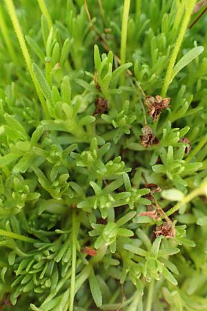 Saxifraga moschata \ Moschus-Steinbrech / Musky Saxifrage, A Traweng 8.7.2020