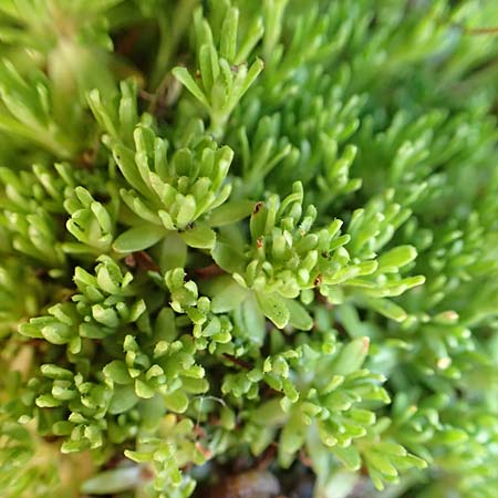 Saxifraga moschata \ Moschus-Steinbrech / Musky Saxifrage, A Traweng 8.7.2020