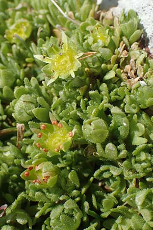 Saxifraga moschata \ Moschus-Steinbrech / Musky Saxifrage, A Dachstein 10.7.2020