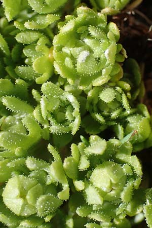 Saxifraga moschata \ Moschus-Steinbrech / Musky Saxifrage, A Dachstein 10.7.2020