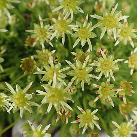 Saxifraga moschata \ Moschus-Steinbrech / Musky Saxifrage, A Dachstein 10.7.2020