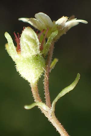 Saxifraga moschata \ Moschus-Steinbrech / Musky Saxifrage, A Niedere Tauern, Sölk-Pass 26.7.2021