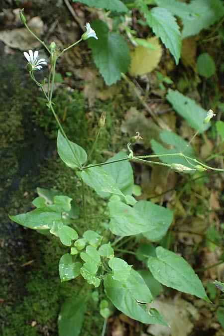 Stellaria montana \ Stachelsamige Wald-Sternmiere / Wood Stitchwort, A Deutschlandsberger Klause 30.6.2022