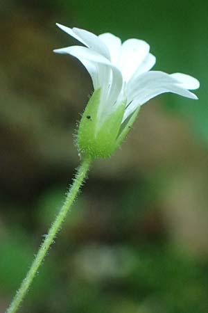 Stellaria montana \ Stachelsamige Wald-Sternmiere / Wood Stitchwort, A Deutschlandsberger Klause 30.6.2022