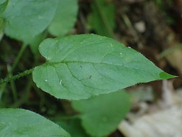 Stellaria montana \ Stachelsamige Wald-Sternmiere / Wood Stitchwort, A Deutschlandsberger Klause 30.6.2022